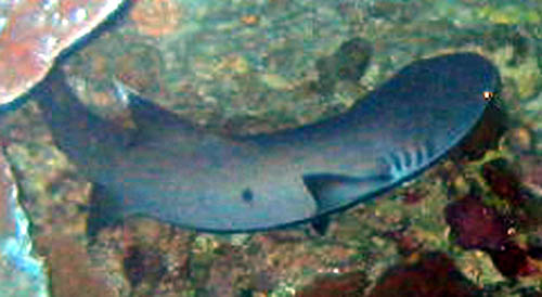 0727_shark_closeup